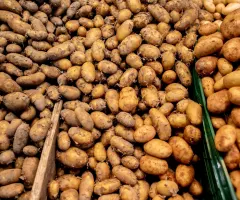 Kartoffeln knapp und teuer