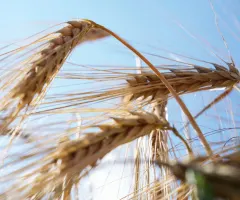 Sorge um die Ernte: Dürre und Hitze treffen Europas Bauern