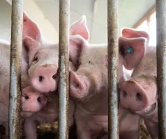 Stopp für Extra-Förderung zum Umbau von Schweineställen