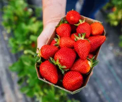 Erdbeeren zu Saison-Tiefpreisen - so viel kostet die Schale