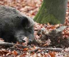 Erstmals Afrikanische Schweinepest in NRW nachgewiesen
