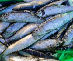 Globales Verbot der schädlichsten Fischereisubventionen