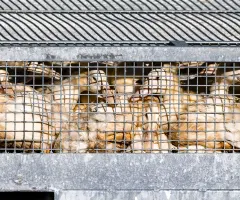 Geflügelpest - Rainer dämpft Erwartungen an Impfungen