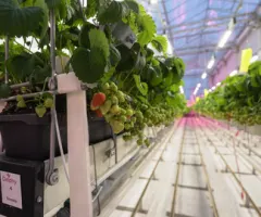 Fluence gibt Ergebnisse aus Erdbeerforschung bekannt und weist auf höhere Erträge und bessere Pflanzenqualität unter Breitspektrum-Beleuchtungsstrategien hin