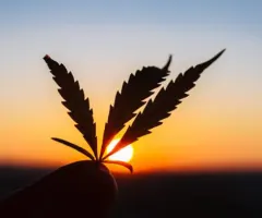 Cannabis-Aktien: Gelingt 2022 ein Comeback?