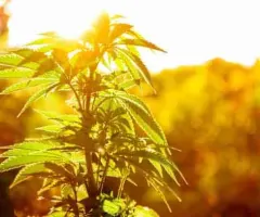 Cannabis: Warum die Tilray Brands-Aktie plötzlich 74,1 % gestiegen ist