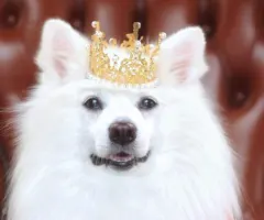 Dogs of Dividend Kings: Die günstigsten Dividendenkönige 2023!
