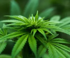 Cannabis-Aktien: 2 indirekte Profiteure der Cannabis-Legalisierung