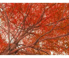 Nasdaq 100 – Nasdaq 100 mit neuem Allzeithoch