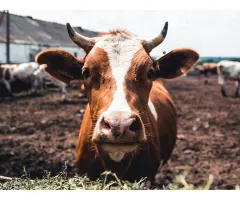 Von Kühen und Seltenen Erden