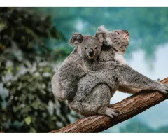 EUR/AUD – Anhaltender Aufwärtstrend