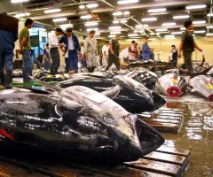 Neujahrsauktion in Tokio: Erster Tunfisch des Jahres erzielt 128.000 Euro