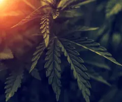 WEED: Neuer Cannabis-ETF startet in den USA in den Handel – und hat Monate auf dieses spezielle Datum gewartet