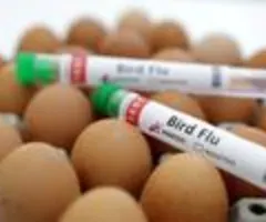Erneut Vogelgrippe bei einem Arbeiter einer US-Molkerei bestätigt