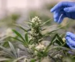 Union beantragt namentliche Abstimmung über Cannabis-Teillegalisierung