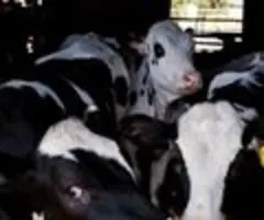 WHO warnt vor Ausbreitung der Vogelgrippe bei Rindern