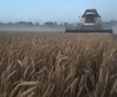 Russland senkt Ernteprognose für Weizen - "Wetterbedingte Herausforderungen"