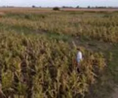 Insektenplage in Argentinien bedroht Mais-Ernte