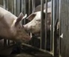 China senkt Strafzölle auf EU-Schweinefleisch deutlich