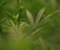 Münchner Biotechfirma erhält Zulassung für neuartiges Cannabis-Schmerzmittel