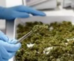 Synbiotic will Profit aus Cannabis-Legalisierung in Deutschland ziehen