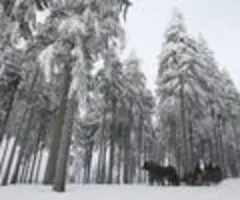 Kreise: Bundesregierung unterstützt Brasiliens Idee für Waldschutz-Fonds