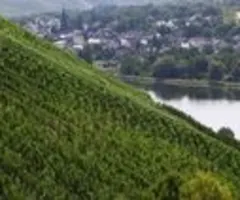 Hitze und Trockenheit belasten deutsche Weinernte - Gute Qualität erwartet