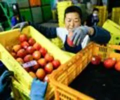 Taiwan liefert erstmals Mangos nach Europa - "Louis Vuitton der Mangowelt"