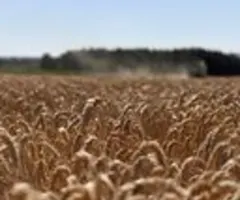 Behörde: Hopfenernte in Deutschland steigt trotz geringerer Anbaufläche