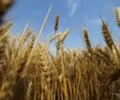 Syngenta erwartet 2025 Marktstabilisierung bei Pflanzenschutzmitteln