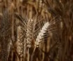 Agrarchemiekonzern Syngenta streicht Stellen in Basel