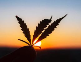 3 Marihuana-Aktien, die zu billig sind, um sie zu ignorieren