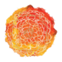 Logo MARYGOLD COMP. DL-,001