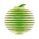 Logo XINJIANG KOERLE PEAR YC 1