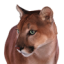 Logo Puma Biotechnology