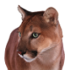 Logo Puma Biotechnology