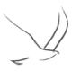 Logo Eagle Graphite