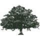Logo LIVE OAKUT