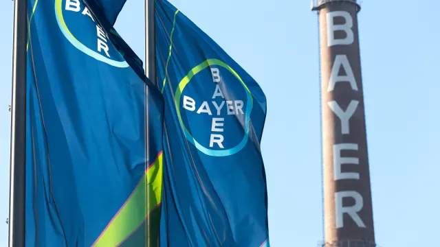 Bayer-Flaggen wehen im Wind.